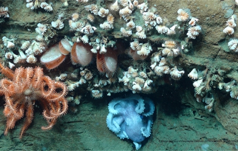 Octopus and Desmophyllum(NOAA)